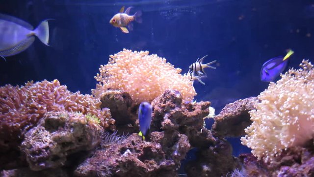 exotic fish swim among rocks and corals
