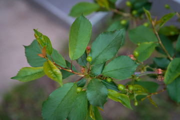 young bloom cherry tree with small fruits and flowers