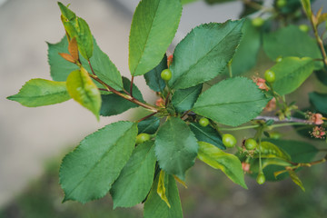 young bloom cherry tree with small fruits and flowers