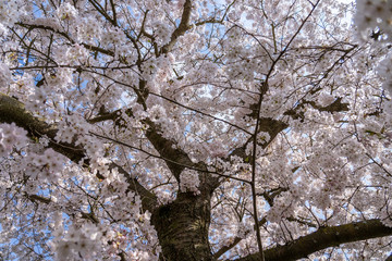White Cherry blossoms in Frankfurt, Hesse, Germany, Europe