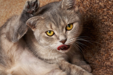 Naklejka na ściany i meble A gray cat with yellow eyes washes red.