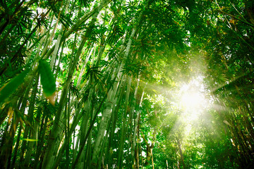 Beautiful wild landscape of bamboo forest in the morning sun light