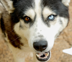 close-up of the colorful eyes of a Siberian husky dog, one blue eye and one brown