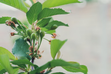young bloom cherry tree with small fruits and flowers