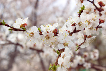 tender apricot blossom in the spring garden