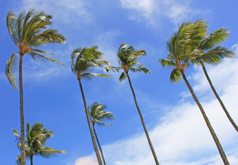 Fototapeta premium waving palm trees
