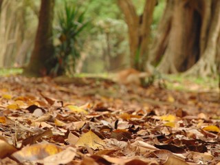 autumn leaves in the forest