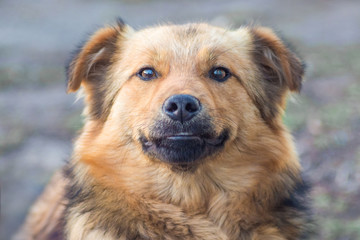 Close-up of a brown dog on a blurry background_