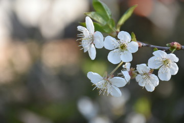 Blossom on cherry tree