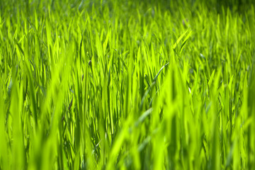 Bright green grass Texture Background