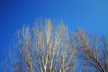 &Aacute;rvores com fundo azul do c&egrave;u 