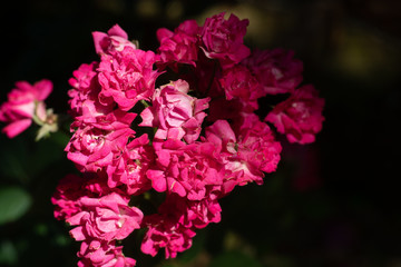 colorful flowers in a garden in spring