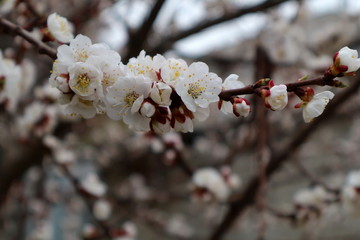 Flowering apricot. Apricot flowering. Spring flowering trees.