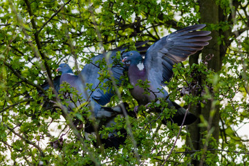 Wood pigeons fighting in a tree.