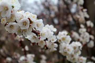 Obraz premium Flowering apricot. Apricot flowering. Spring flowering trees.