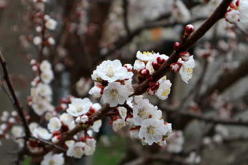 Flowering apricot. Apricot flowering. Spring flowering trees.