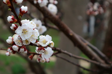 Flowering apricot. Apricot flowering. Spring flowering trees.