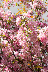 Twigs of blossoming apple tree with crab pink purple flowers, background
