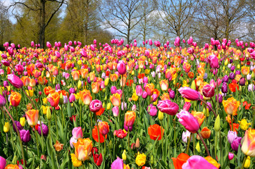 Fototapeta premium Keukenhof, The Garden of Europe in Spring