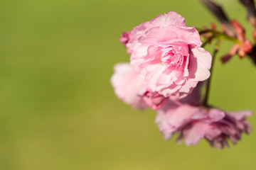Fototapeta na wymiar Punk cherry tree blossom in spring