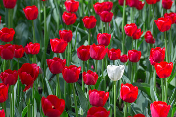 One white tulip in a variety of red tulips. Concept be special, stand out from crowd you will be noticed, be different