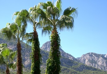 Palms on the sky background.