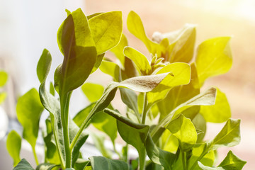 Fresh sowing pepper in the greenhouse. Green paprika leaves, with sunshine