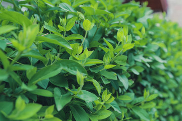 green natural fence from the plant Lonicera caprifolium