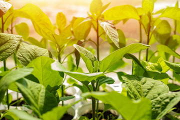 Fresh sowing pepper in the windowsill of the house. Green paprika leaves, with sunshine