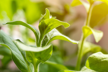 Green leaves of sprouts of pepper, with sunshine. Fresh sowing pepper on the windowsill at home