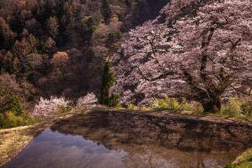 長野県 駒つなぎの桜