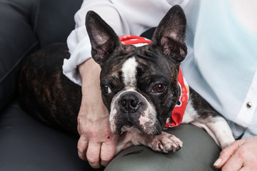 beautiful pet, dog boston terrier