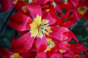 Naklejka premium Holland Tulips