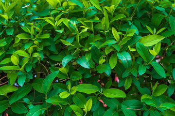 green natural fence from the plant Lonicera caprifolium