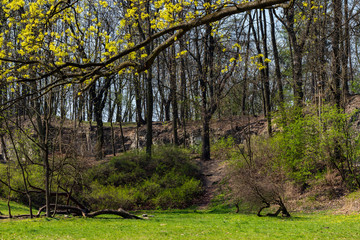 Bednarski Park in Krakow