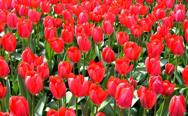 Keukenhof, The Garden of Europe in Spring