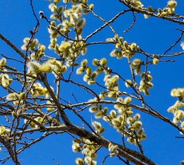 Branches of willow with fluffy yellow earrings on the background of blue sky in the sunny, spring day. Easter festive mood