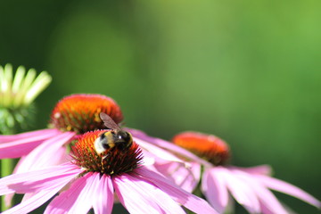 Hummel
