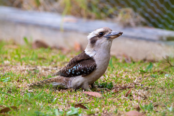 Kookaburra sitting on a Fence Post.