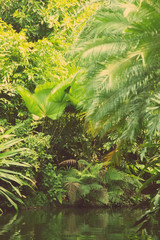 Beautiful wild landscape of tropical forest and river.