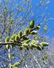Closeup macro view of bee collecting pollen and sitting on male flower of goat willow or Salix caprea tree branches in the spring, blurred background with branches and blue sky, narrow focus
