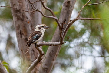 Kookaburra sitting on a Fence Post.