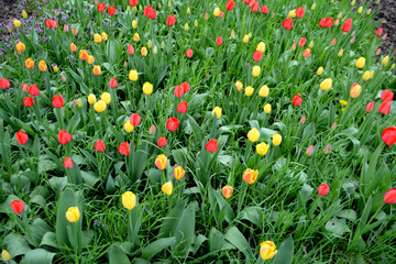 Field with red and yellow tulips 