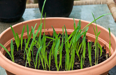 Strain of grass known as catgrass growing in plastic container in backyard garden, overcast morning.