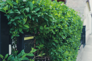 green natural fence from the plant Lonicera caprifolium