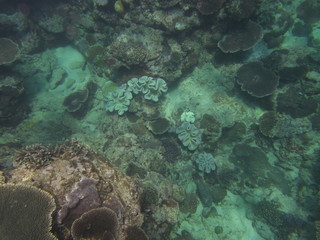 Amami Oshima, Japan - April 7, 2019: Beautiful coral reef at Cape Ayamaru in Amami Oshima, Kagoshima, Japan