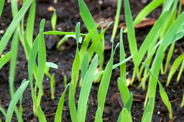 Extreme close up of strain of grass known as catgrass growing in container in backyard garden, overcast morning.