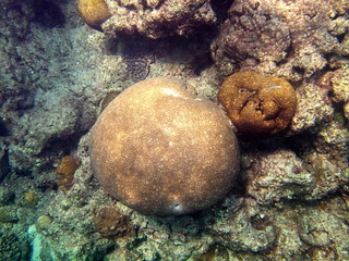 Amami Oshima, Japan - April 7, 2019: Beautiful coral reef at Cape Ayamaru in Amami Oshima, Kagoshima, Japan