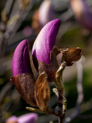 Magnolia Flowers Bud Spring Goloseevsky Botanikal Park