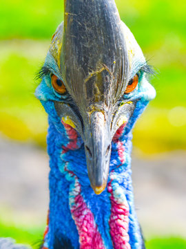 Southern cassowary, Casuarius casuarius, ratite bird close-up view. Native to Papua New Guinea, Indonesia and Australia tropical forests